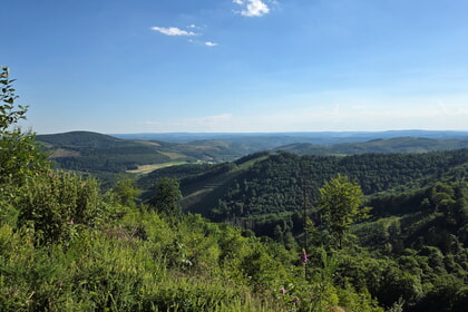 Umweltausschuss unternimmt Exkursion in den Wald 